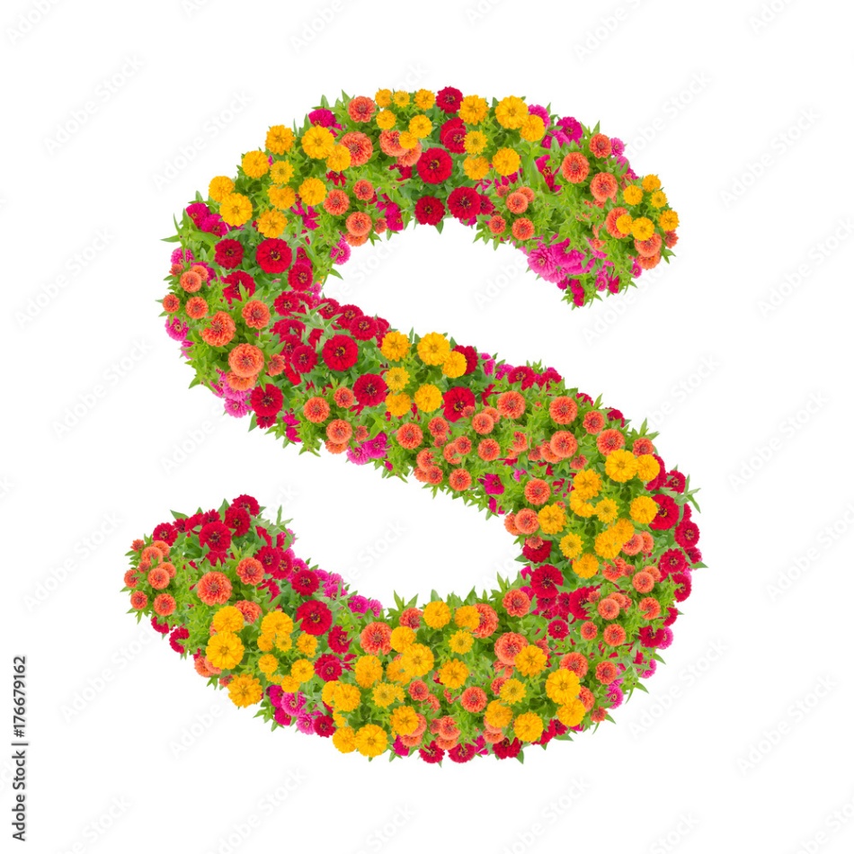 alphabet design s Bulan 1 Letter S alphabet made from zinnia flower ABC concept type as logo